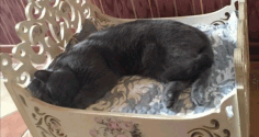 Cat Bed Design For Laser Cut Free DXF File